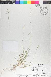 Moorochloa eruciformis image