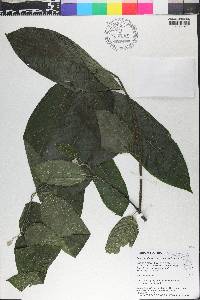 Cananga odorata image