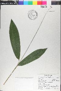 Pharus lappulaceus image
