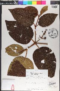 Miconia aeruginosa image