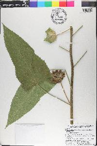 Hibiscus striatus image