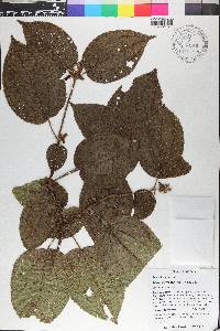 Miconia crenata image