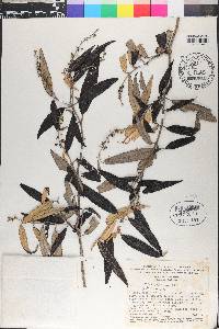 Miconia pepericarpa image