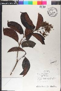 Miconia phaeophylla image