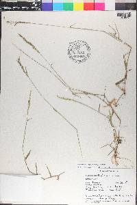 Moorochloa eruciformis image
