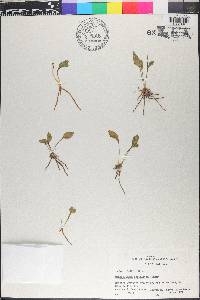 Ophioglossum petiolatum image