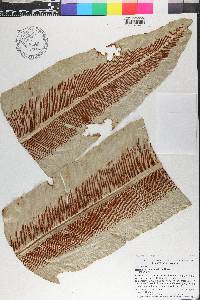 Asplenium australasicum image