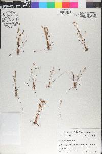 Juncus capitatus image
