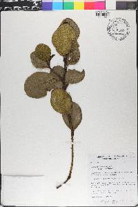 Peperomia haematolepis image