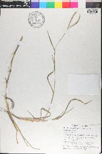 Paspalum distichum image