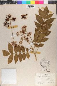 Cipadessa baccifera image