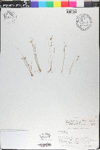 Rhynchospora tenuis image