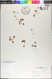 Ophioglossum crotalophoroides image