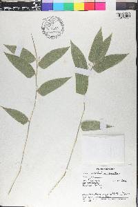 Lithachne pauciflora image