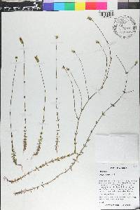 Perama hirsuta image