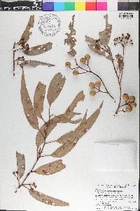 Eucalyptus marginata image