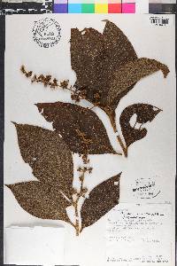 Miconia nervosa image