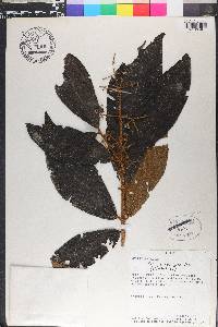 Miconia stelligera image