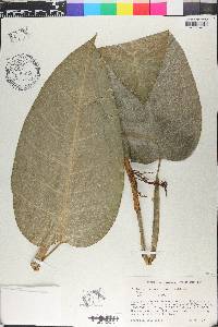 Philodendron lingulatum image
