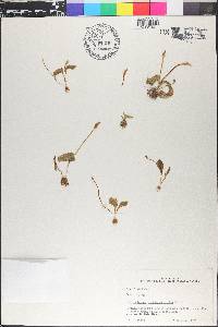 Ophioglossum crotalophoroides image