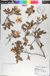 Hibbertia cuneiformis image