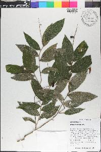 Hirtella racemosa image