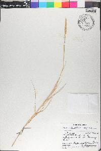 Sporobolus virginicus image
