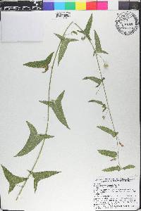 Kosteletzkya blanchardii image