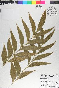 Bowenia spectabilis image