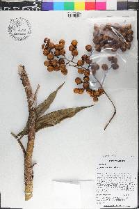 Desmoncus polyacanthos image