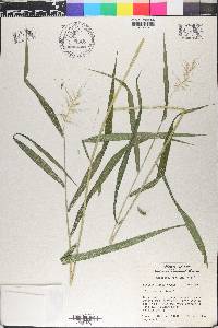 Elymus hystrix image