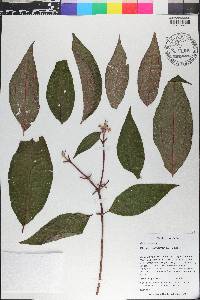 Miconia ceramicarpa image