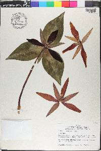 Trillium underwoodii image