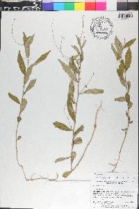 Tragia urens image