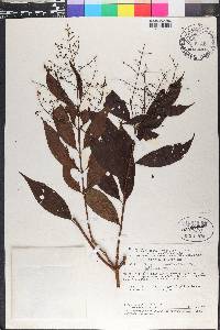 Miconia minutiflora image