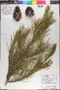 Pinus clausa image