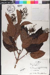 Miconia phaeophylla image