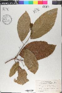 Hasseltia floribunda image