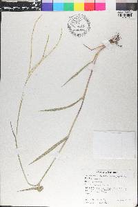 Paspalum conjugatum image