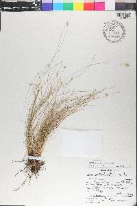Abildgaardia ovata image