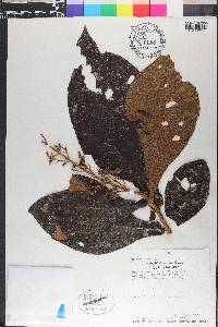 Miconia symplectocaulos image