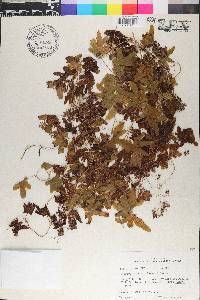 Lygodium palmatum image