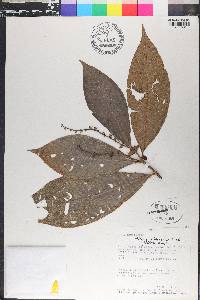 Miconia triplinervis image