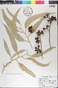 Eucalyptus gomphocephala image