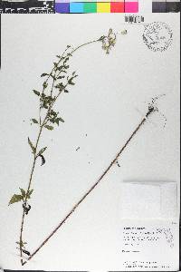 Praxelis clematidea image