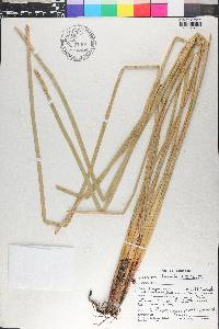 Eleocharis interstincta image