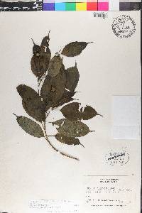 Blakea pauciflora image