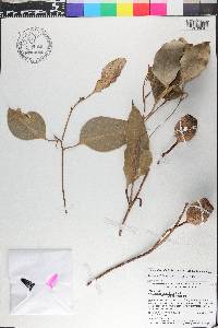 Corymbia calophylla image