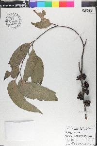 Eucalyptus regnans image