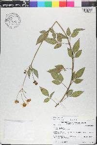 Bidens alba image